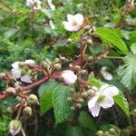 Rubus adenotrichos Flor