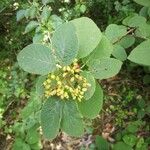 Viburnum lantanaFulla