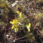 Phlomis lychnitisFlor