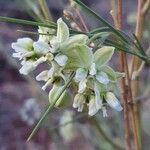 Gomphocarpus integer Flower