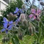 Borago officinalisÇiçek