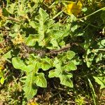 Solanum aculeatissimum Листок