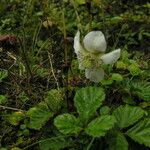 Rubus nepalensis Хабит