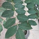Fraxinus angustifolia पत्ता