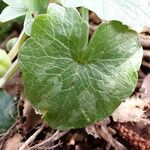 Ranunculus ficaria Hostoa