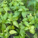 Mercurialis canariensis Fulla