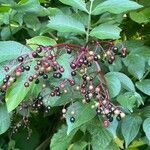 Sambucus canadensis 果