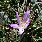 Colchicum bulbocodium Muu