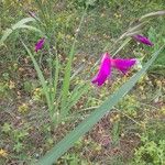 Gladiolus italicus फूल