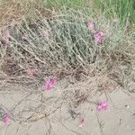 Marcus-kochia littorea Flower