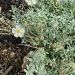 Helianthemum apenninumFlower