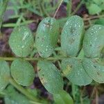 Hedysarum coronarium Leaf