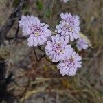 Iberis linifolia Flower