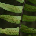 Asplenium longissimum Φύλλο