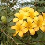 Rhododendron laetum Flor