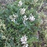 Astragalus crassicarpus Flower
