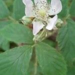 Rubus echinatus 花