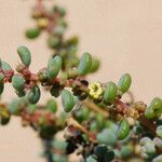 Suaeda vermiculata Blatt