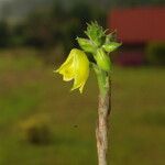Polystachya bennettiana Flor