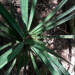 Pandanus latistigmaticus മറ്റ്