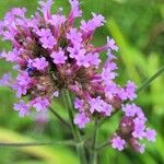 Verbena bonariensisFiore