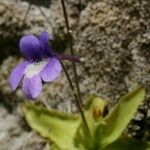 Pinguicula longifolia Flor