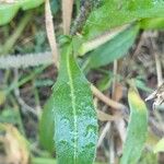 Cichorium endivia Hoja