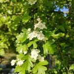 Crataegus azarolus Квітка