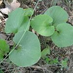 Doronicum columnae Hoja