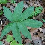 Cardamine bulbifera Leaf