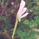 Pelargonium fruticosum Flower