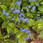 Omphalodes verna Flower