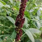 Amaranthus hybridus Blüte