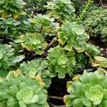 Aeonium undulatum Лист