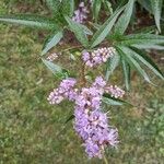 Vitex agnus-castus Blüte