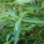 Gonzalagunia hirsuta Leaf