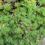 Sedum hirsutum Blad