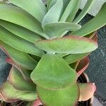 Cotyledon orbiculataBlatt