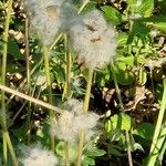 Anemonoides sylvestris Fruit