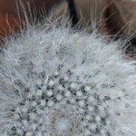 Mammillaria hahniana 葉