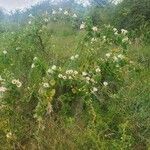 Ipomoea spathulata Plante entière