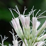 Eupatorium purpureum Flower