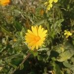 Calendula suffruticosa Fula