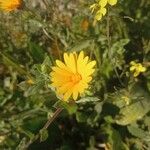 Calendula suffruticosa Квітка