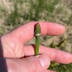 Equisetum laevigatum ফুল