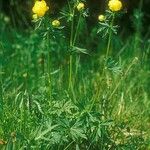 Trollius chinensis Feuille