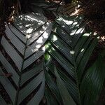 Sclerosperma mannii Blatt