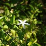 Jasminum fluminense Flower