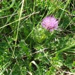 Cirsium acaulon Hábito