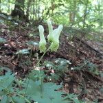 Aconitum vulparia Flower